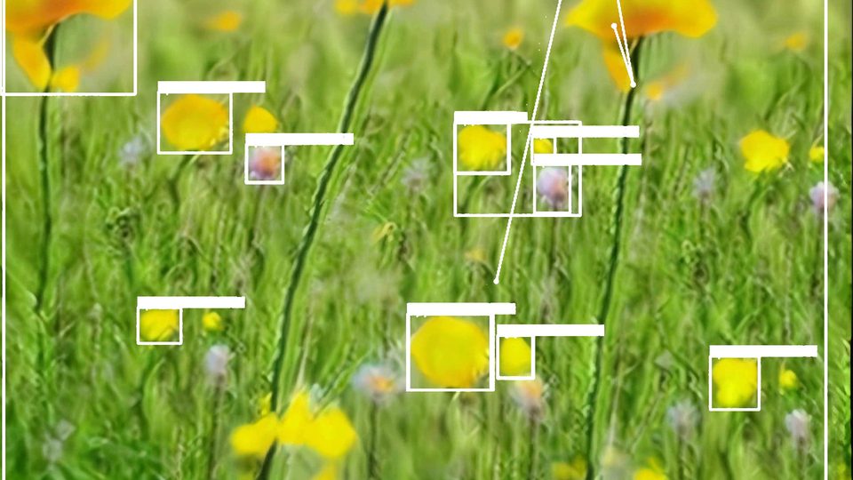 close-up of a green meadow with yellow blossoms, overlaid with white object-detection frames